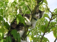 (2009-08) Un cascadeur a la maison